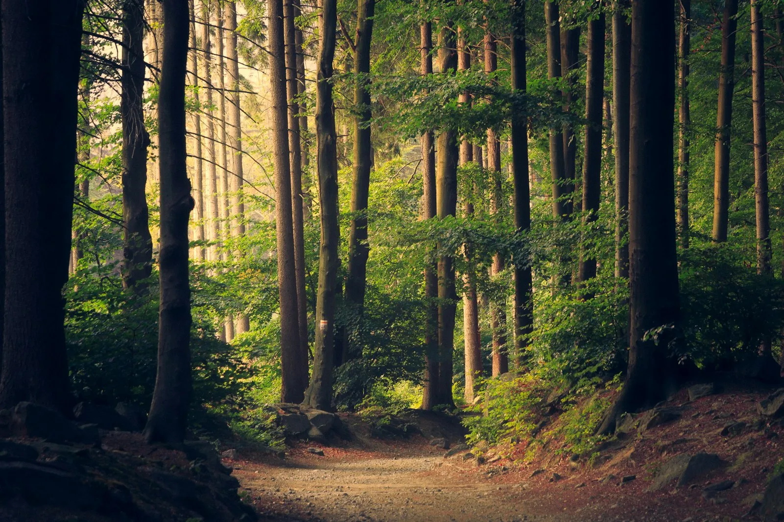 Aleie prin pădure de conifere din zona Sibiului — fotografie exemplu