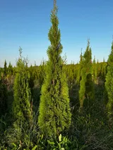 Tuia Smaragd 180–200 cm în câmp, în pepinieră
