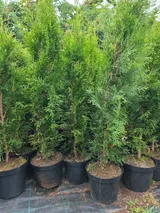 Tuia Smaragd 80–100 cm la ghiveci, în pepinieră